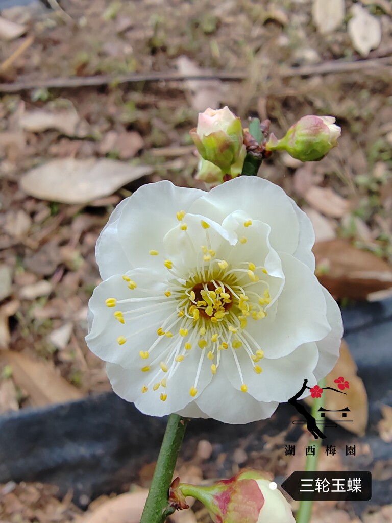 【梅香如故】原生三轮玉蝶梅花扦插三年苗盆养熟桩