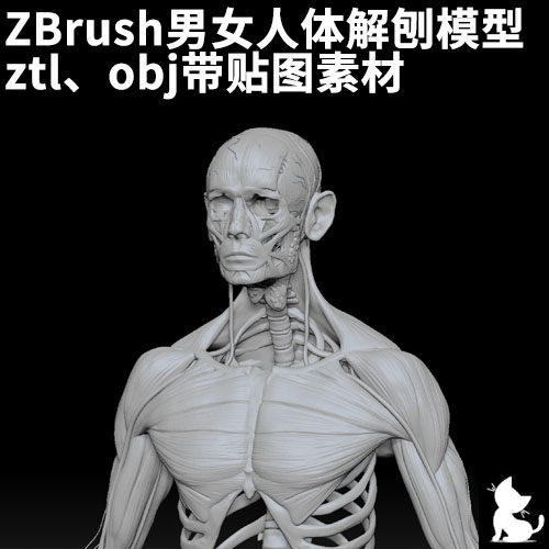 ZBrush男女人体解刨模型 ztl、obj带贴图素材