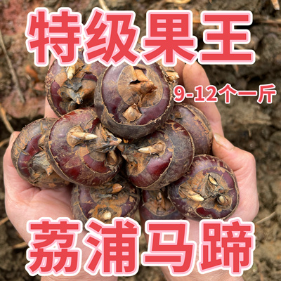 果王 广西荔浦马蹄农家种植新鲜现挖荸荠9-12个一斤