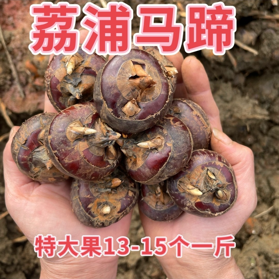 特大果 广西荔浦马蹄荸荠脆甜化渣新鲜自种 13-15个一斤