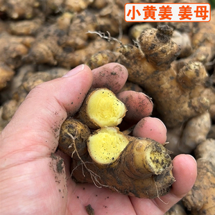 姜母福建农家种植小生姜黄姜本地老品种黄生姜月子老新姜新鲜生姜