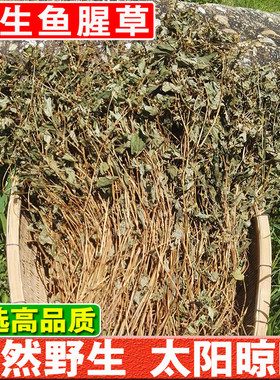 鱼腥草中药材干天然野生太阳晾晒