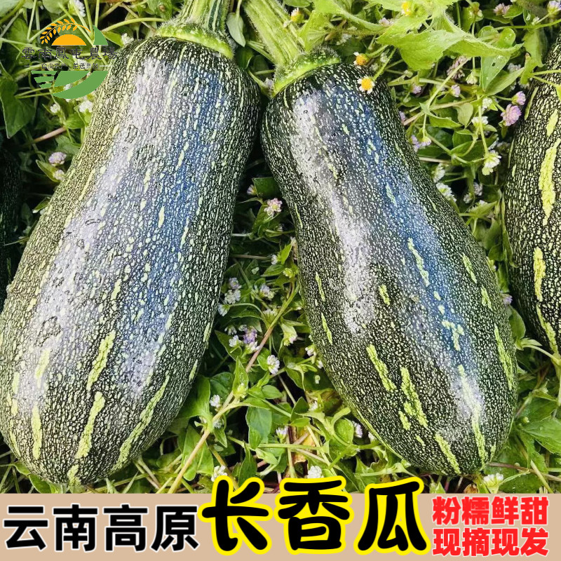 长香瓜青皮长南瓜绿南瓜青南瓜嫩南瓜云南特产农家自种露天山地瓜