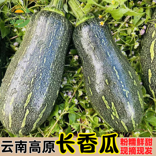 长香瓜青皮长南瓜绿南瓜青南瓜嫩南瓜云南特产农家自种露天山地瓜