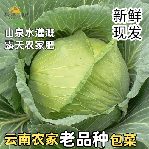 云南老品种新鲜露天卷心菜现发