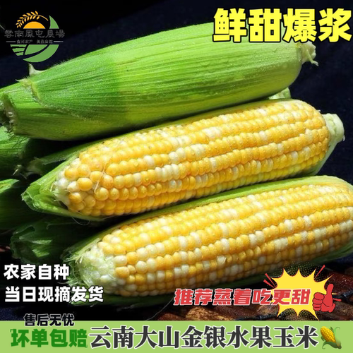 云南特产现摘生吃脆甜水果玉米