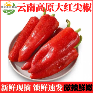 红辣椒新鲜大红椒水果椒大红尖椒泡椒农家红椒剁椒辣椒酱云南特产
