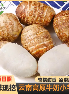 云南牛奶小芋头小香芋新鲜种植芋头软糯香滑毛芋头自然生长小芋头