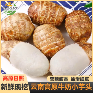 云南牛奶小芋头小香芋新鲜种植芋头软糯香滑毛芋头自然生长小芋头