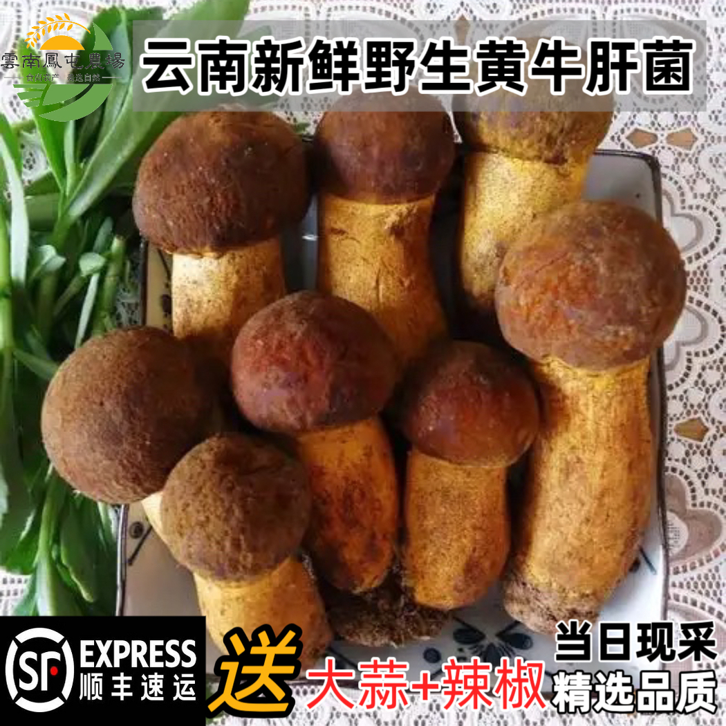 云南野生菌黄牛肝新鲜现采非冷冻