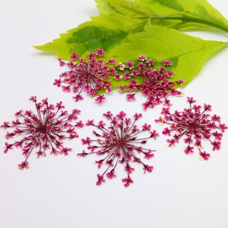 Snow Zhu Hua Natural dried flowers diy Dried flower mobile phone shell Lace flower Dried flowers Cotyledon face flowerin the Home accessories , Vase/Flower/Artificial flowers/Imitation jewelry , Dried flowers/Petal/Dried package/Dry twigs  category - from Buy2taobao.com to provide professional Taobao agent buy service