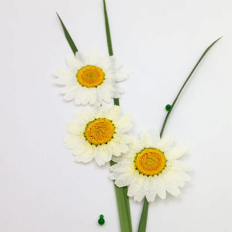 Jing Ju Natural dried flowers Embossed flower Drip glue Dried flowers Mobile phone shell DIY bookmark Cotyledon face flowerin the Home accessories , Vase/Flower/Artificial flowers/Imitation jewelry , Dried flowers/Petal/Dried package/Dry twigs  category - from Buy2taobao.com to provide professional Taobao agent buy service