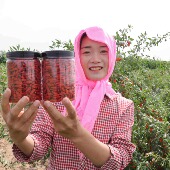 250g 李景秀宁夏中宁枸杞25年新货 无硫磺无亚纳中宁枸杞 2罐