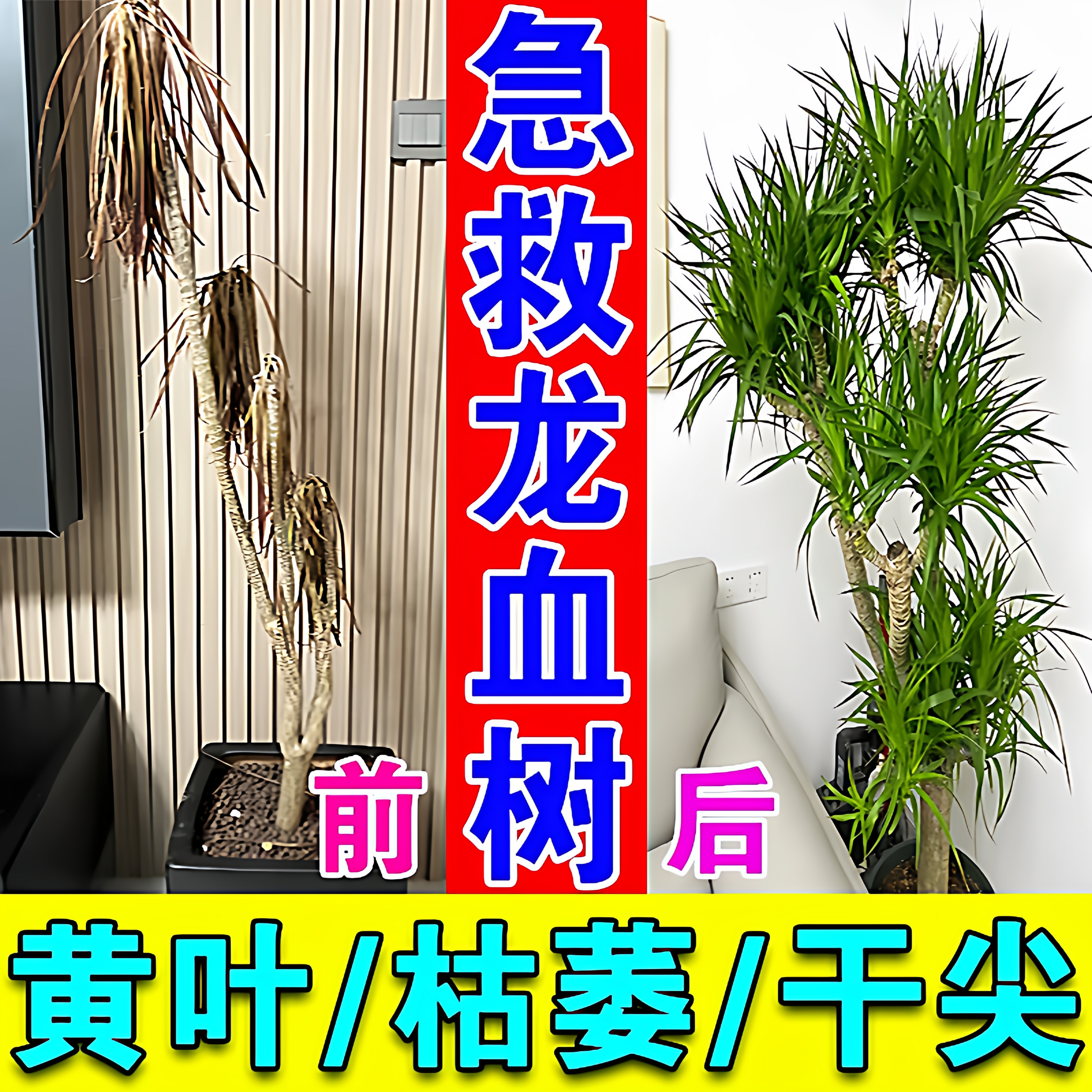 龙血树专用营养液治叶子发黄干尖