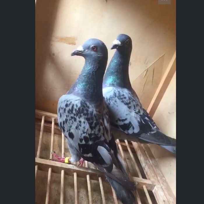 鸽子活体信鸽赛鸽瓦灰雨点黑白信鸽麒麟花原配种鸽子活体包邮包活