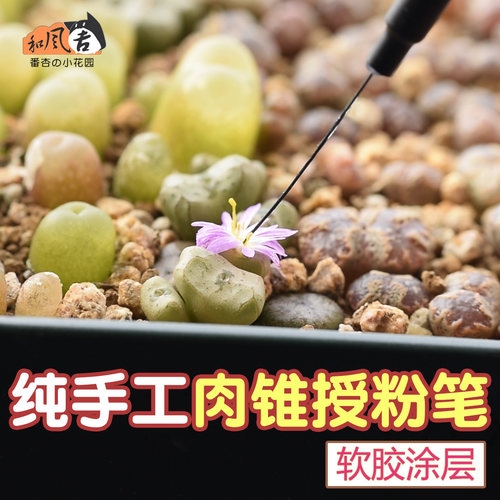 和风景天肉锥涂层纯手工生石花
