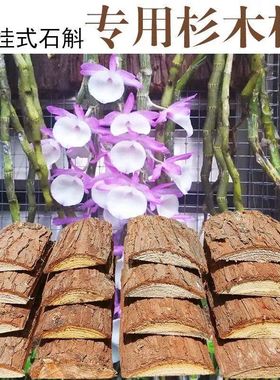 石斛兰花种植蛇木板新鲜杉木树皮挂板兰科蝴蝶兰原生态室内悬挂板