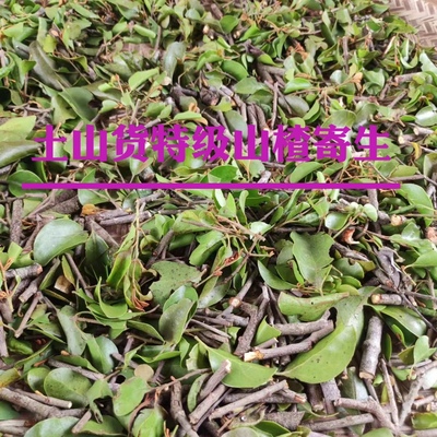 山楂寄生茶广西梧州苍梧桑寄生有600年历史