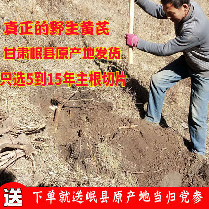 野生黄芪特级大片500g2021年新品泡水中药材正品黄氏当归北芪党参