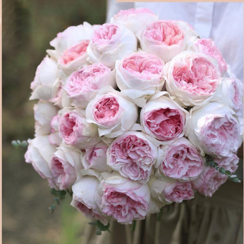 新意家伊芙乙女心切花品种月季阳台庭院四季浓香花卉