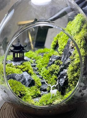苔藓微景观造景生态瓶办公桌绿植创意植物室内盆景书桌摆件种好发