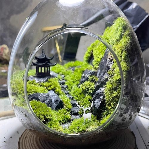 苔藓微景观造景生态瓶办公桌绿植创意植物室内盆景书桌摆件种好发