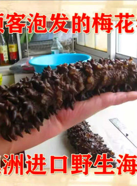 梅生澳洲进口野生特价海参