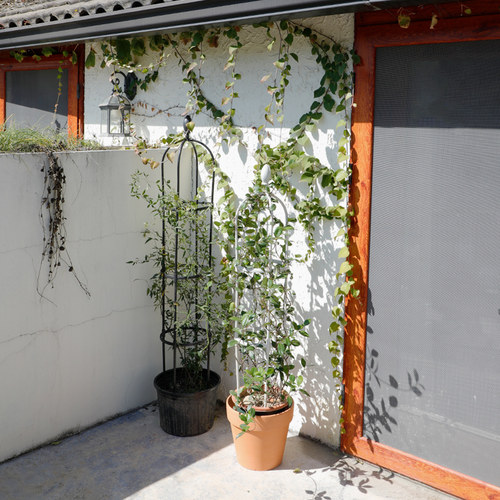 月季花架植物攀爬架风车茉莉庭院