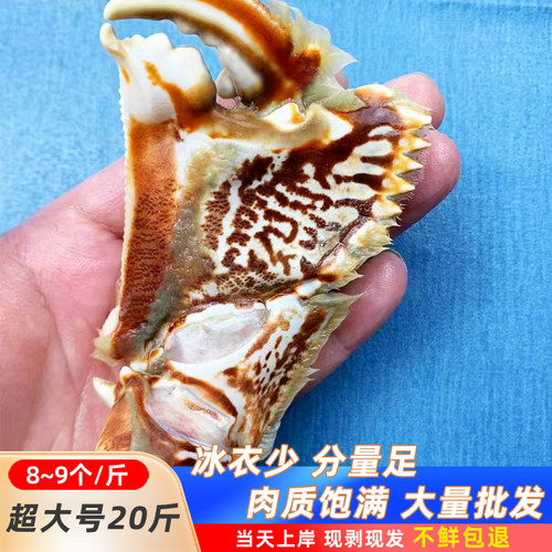 【超大号蟹钳20斤.蟹钳新鲜蟹脚元宝蟹钳蟹脚净重16斤