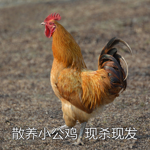 本地散养笨鸡公鸡小公鸡现杀童子鸡新鲜【800-1000克整鸡土鸡】