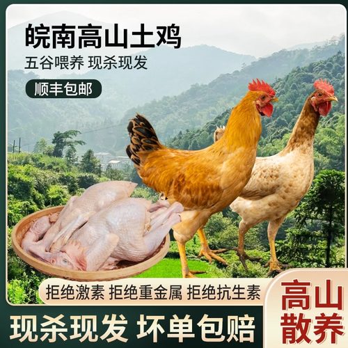 两只装正宗未打鸣现杀童子仔公鸡