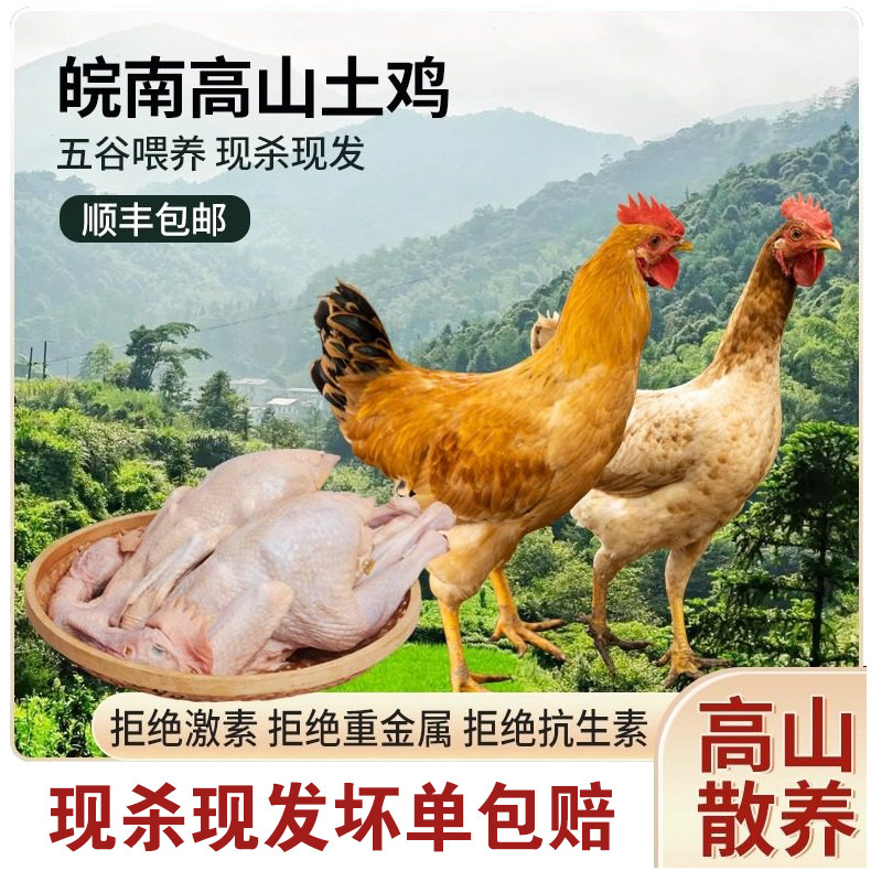 【两只装】童子鸡土鸡农家散养未打鸣仔公鸡走地鸡新鲜现杀小公鸡