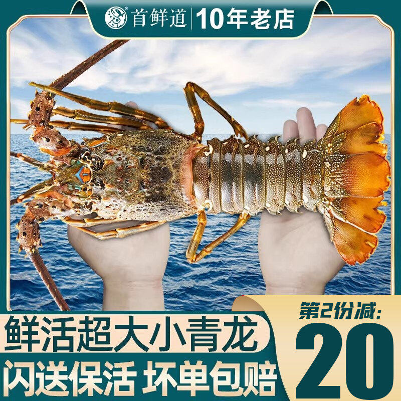 【活发】小青龙龙虾鲜活海鲜青龙仔新鲜水产特大海虾波龙到手两只
