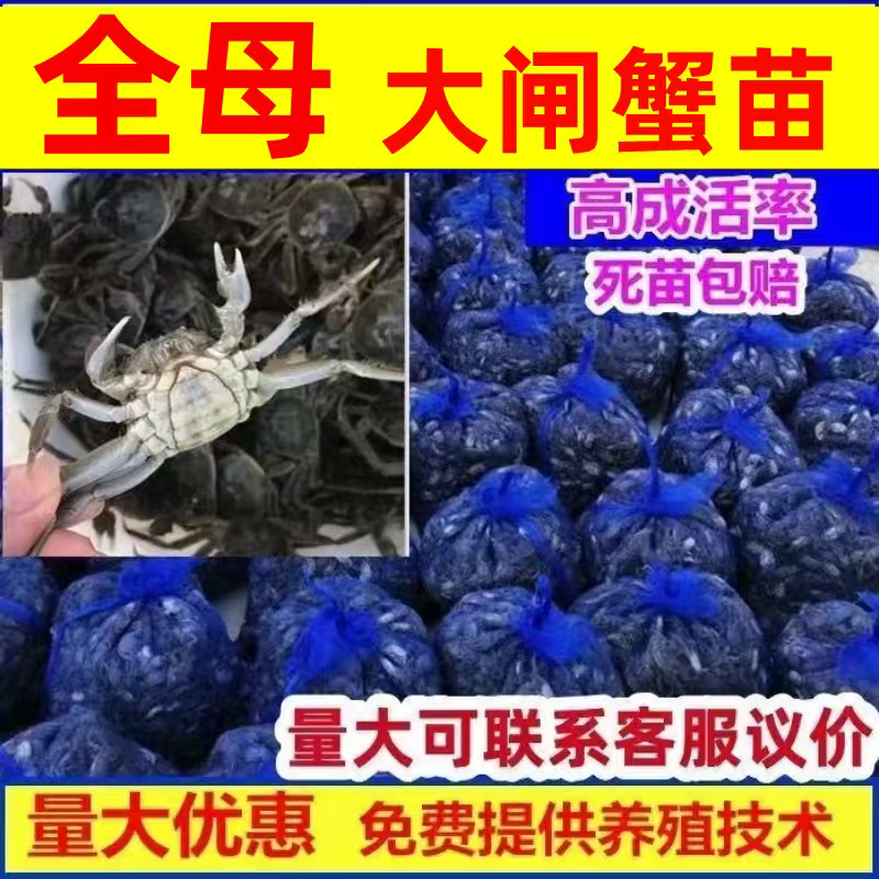 淡水大闸蟹苗正宗精选苗一号长江