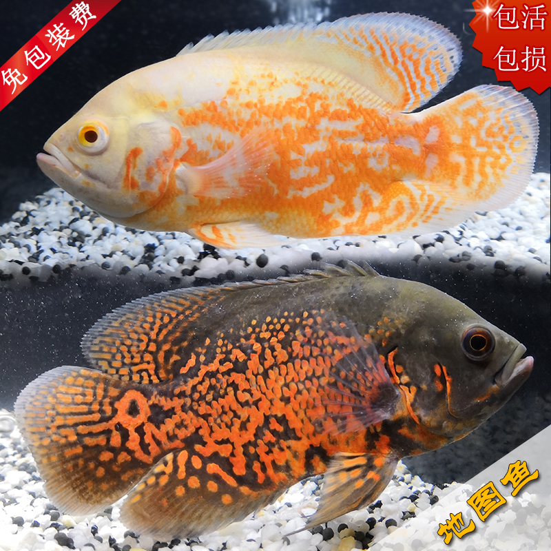 黑地图鱼白地图鱼活体眼斑星丽猪仔图丽鱼大型热带淡水观赏鱼包邮