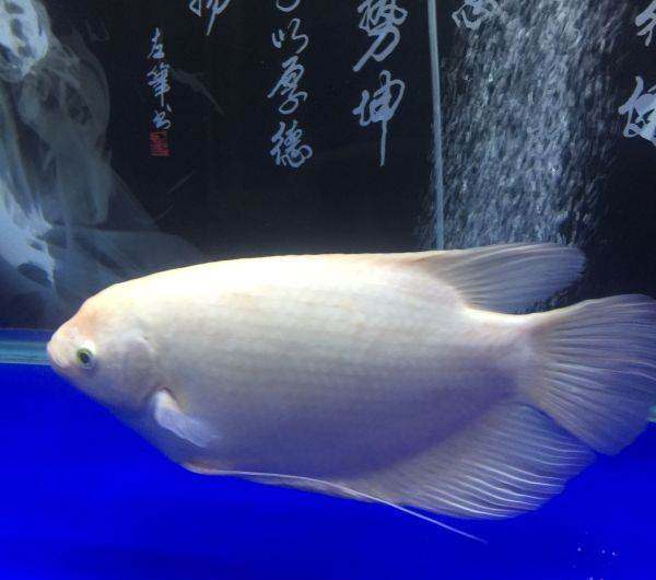 招财鱼战船活体黑眼红眼招财鱼大型热带鱼宠物风水发财鱼