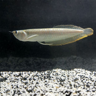 11-30银龙鱼苗观赏活鱼黄化银龙鱼活体鱼招财鱼金龙配鱼苗热带鱼