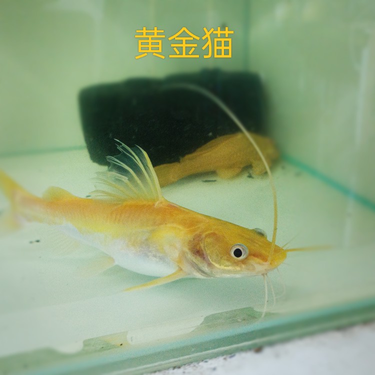 金丝猫黄金猫鱼活体红眼金丝猫招财猫鱼好养热带观赏鱼龙鱼配鱼