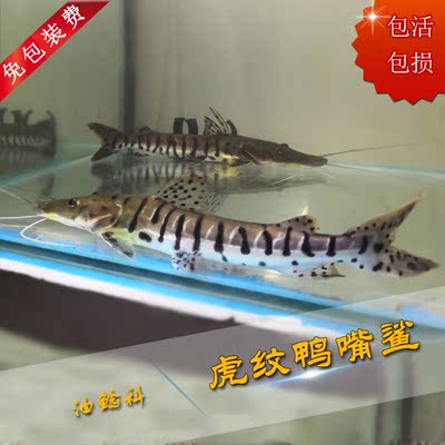 虎纹鸭嘴鲨虎斑鸭嘴鲨活体奶牛猫鲶鱼淡水热带猛鱼底层鱼配鱼专用