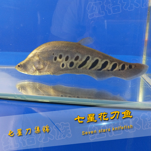 七星刀鱼活体东洋刀虎纹刀黄金白化金刀热带观赏鱼风水招财银龙鱼
