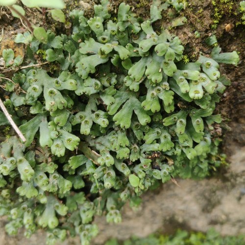 地钱地衣微景观苔藓地苔孢子囊雨林缸生态瓶造景植物教学实验作业
