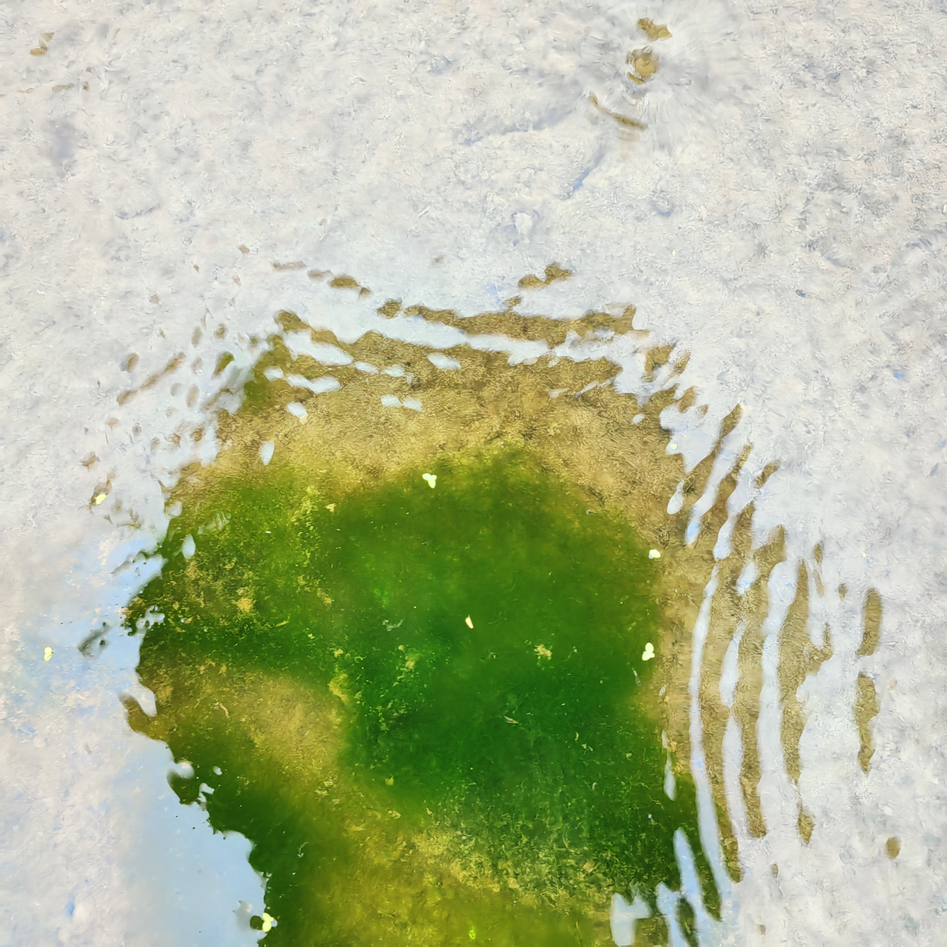 水绵水藻水生藻类植物学生教学实验室上课水棉水苔叶绿体研究学习