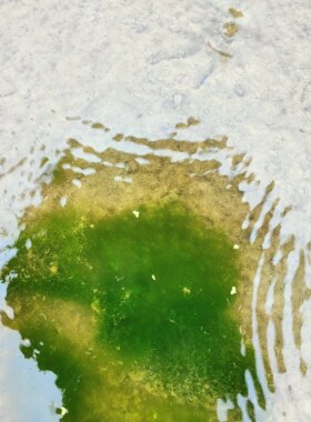 水绵水藻水生藻类植物学生教学实验室上课水棉水苔叶绿体研究学习