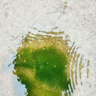 水绵水藻水生藻类植物学生教学实验室上课水棉水苔叶绿体研究学习