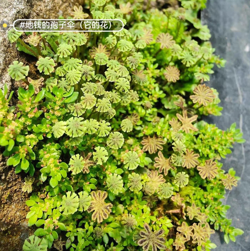 地钱地衣微景观苔藓地苔孢子囊雨林缸生态瓶造景植物教学实验作业