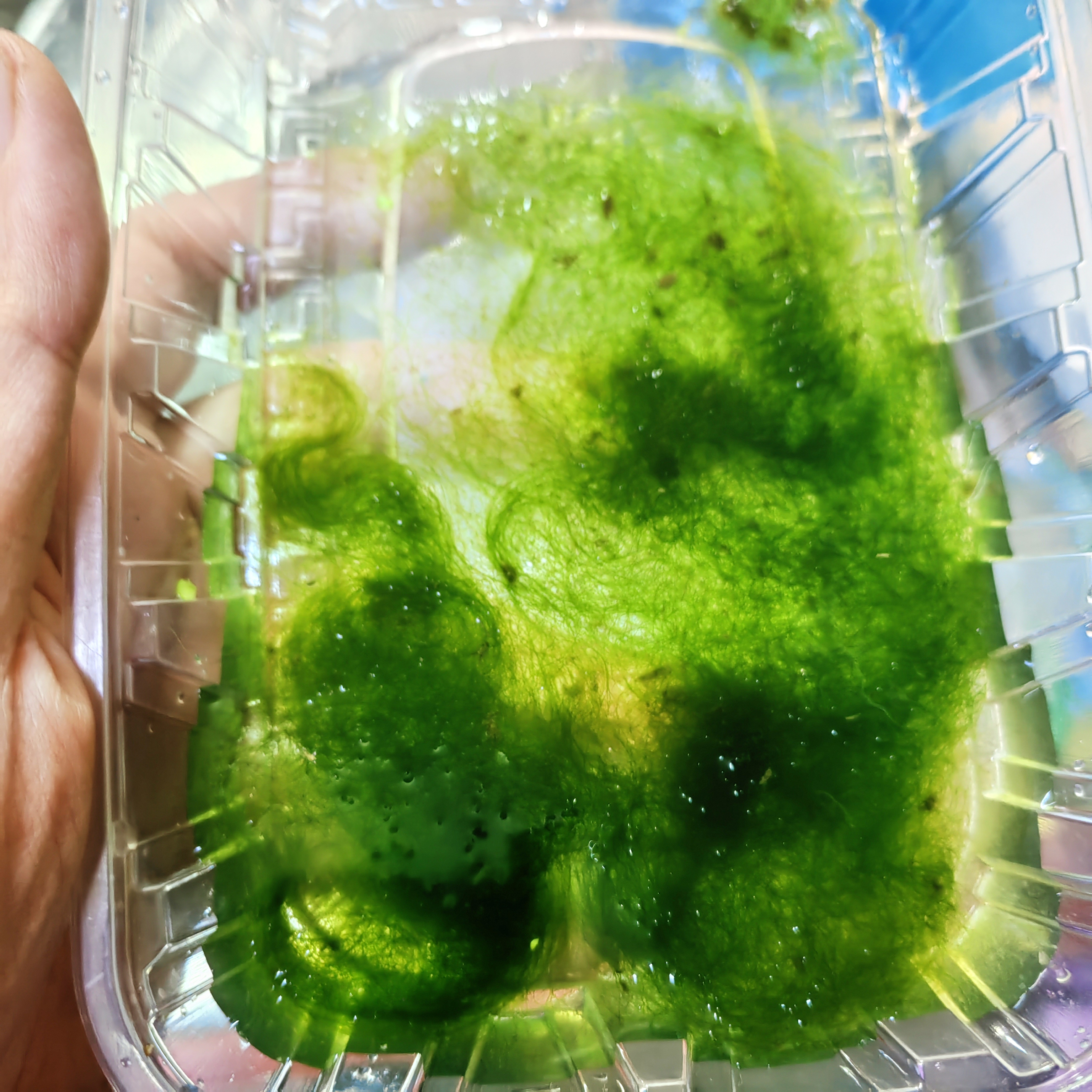 水绵水藻水生藻类植物学生教学实验室上课水棉水苔叶绿体研究学习