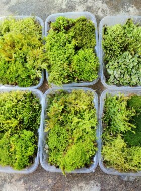 各种苔藓套餐拼盘微景观生态瓶diy材料造景迷你植物一套水陆雨林