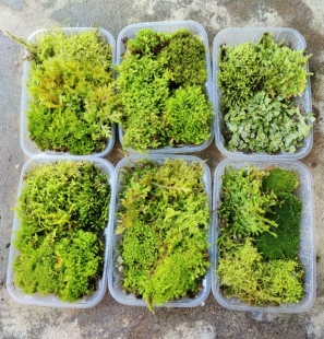 各种苔藓套餐拼盘微景观生态瓶diy材料造景迷你植物一套水陆雨林