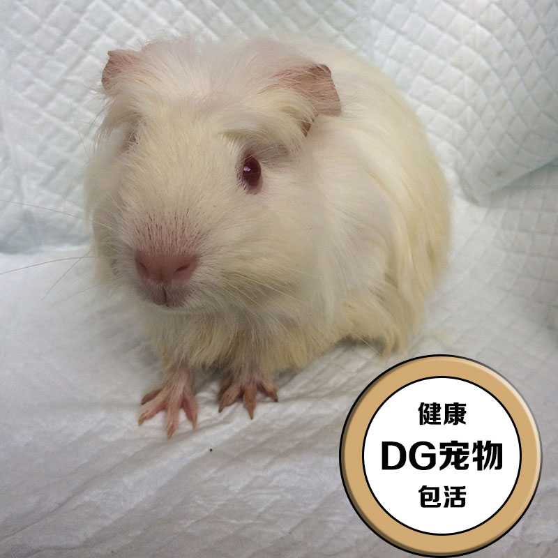 White Changshun Pappose Guinea pigs Guinea pigs living thing Adult guinea pig Healthy Netherlands Mouse living thingin the Pet/Pet food and supplies , Class pet hamsters and other small , Guinea pigs  category - from Buy2taobao.com to provide professional Taobao agent buy service