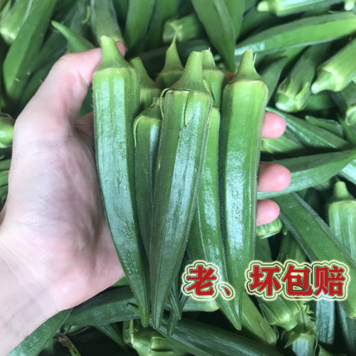 新鲜现摘特级okra包邮水果秋葵